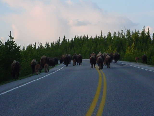 Picture of buffalo lined up across the road.