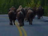 Buffalo on the road.